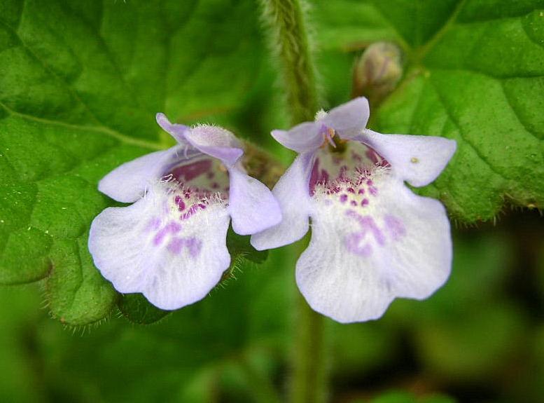 Glechoma hederacea / Ellera terrestre comune